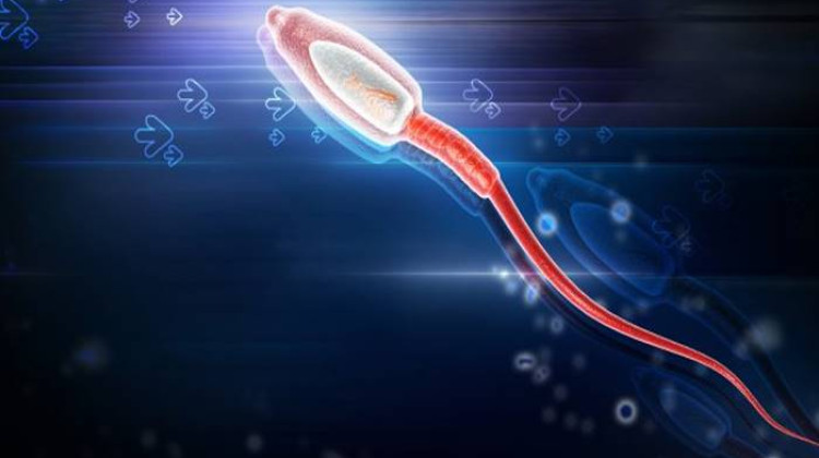 Sperm Chip (Fertile Plus)