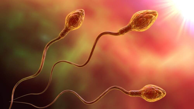 Sperm Donasyonu Nedir, Nasıl Yapılır?